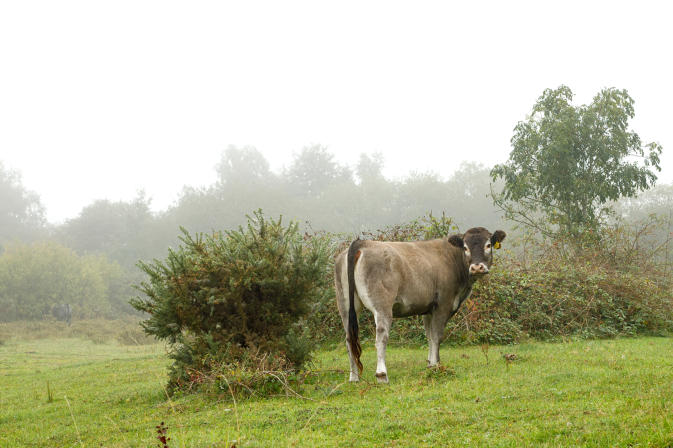 Greenham Common